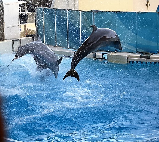 新江の島水族館_f0354923_01133399.jpg