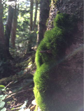 夏休み八ヶ岳（3）オーレン小屋キャンプ場 硫黄岳登山_f0236736_17363778.jpg