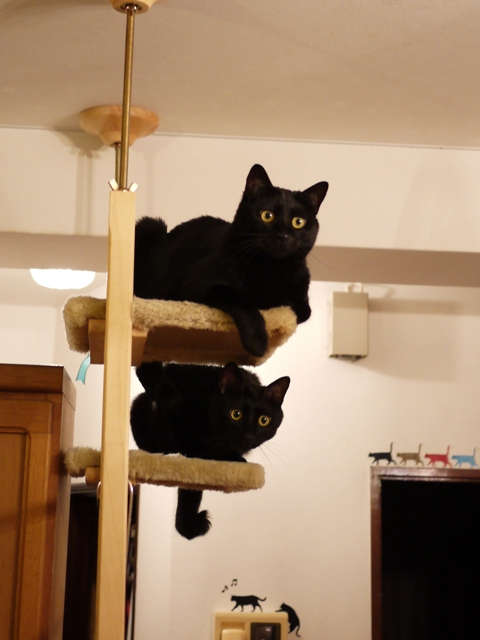 黒猫感謝の日猫 ぎゃぉすてぃぁら編 ゆきねこ猫家族