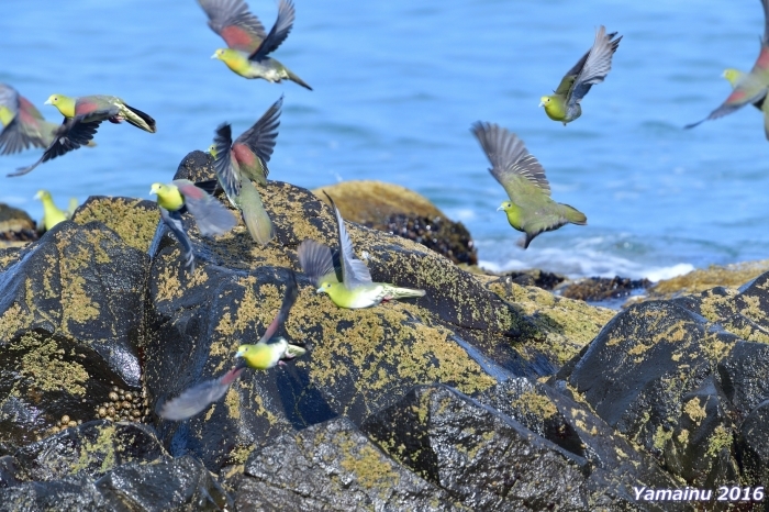 真夏の北海道と言えば・・・・アオバトでしょ？_f0194048_05040305.jpg