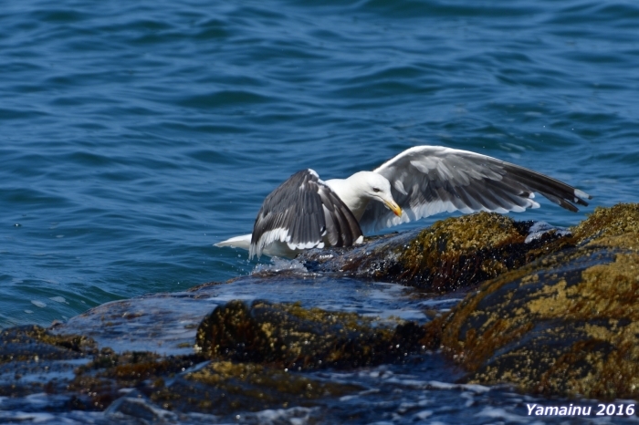 真夏の北海道と言えば・・・・アオバトでしょ？_f0194048_05093404.jpg