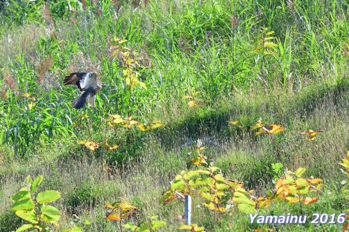 真夏の北海道と言えば・・・・アオバトでしょ？_f0194048_05105509.jpg