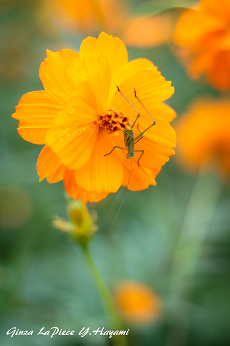 花のある風景 キバナコスモスとバッタ_b0133053_23574795.jpg