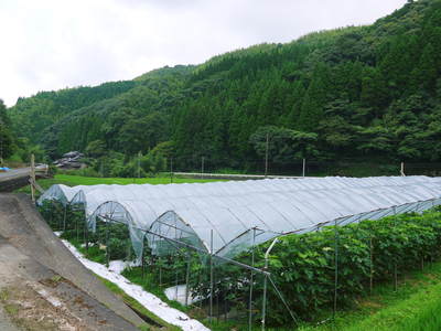 甘熟いちじく 生ハムいちじく!最高の美味しさでした!朝採りいちじく大好評発売中!_a0254656_19172929.jpg