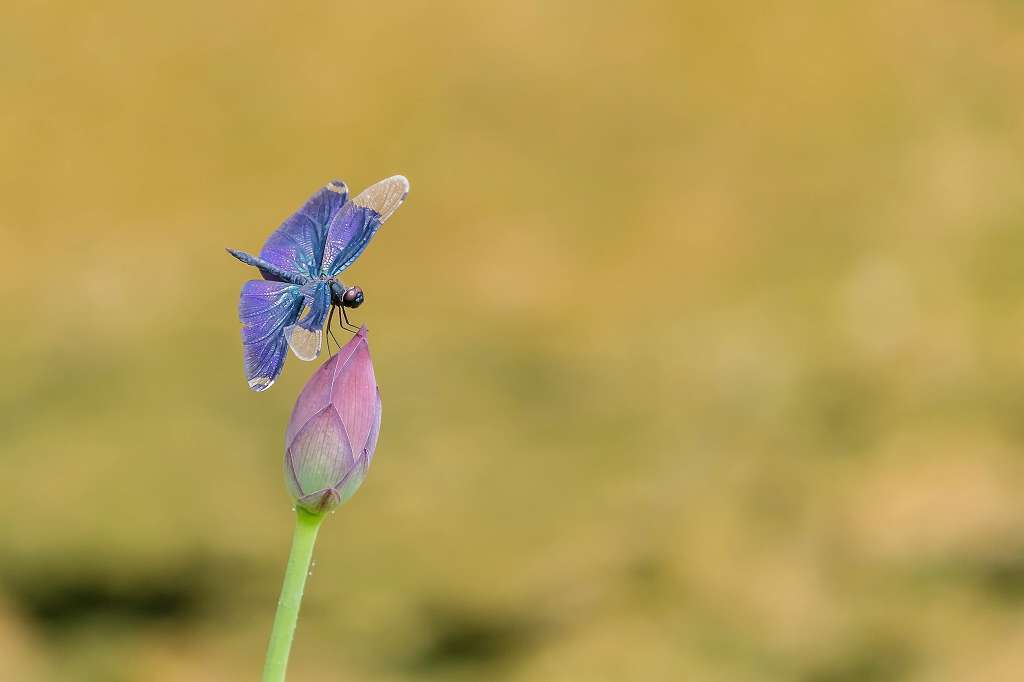 子育て中のカイツブリ_f0044056_06000995.jpg