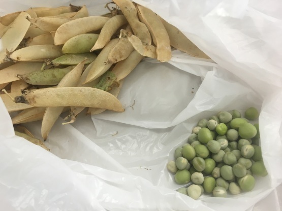 台風の前に!えんどう豆の自家採種_a0356060_11434900.jpg