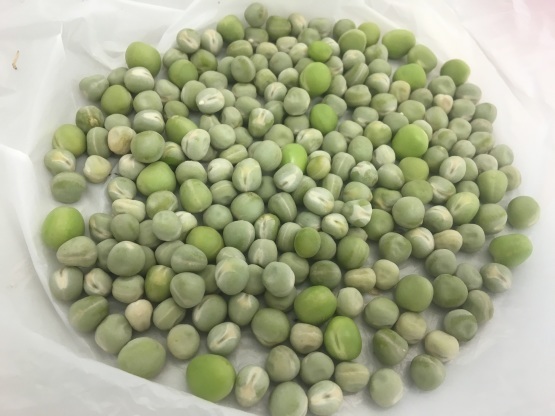 台風の前に!えんどう豆の自家採種_a0356060_11435243.jpg