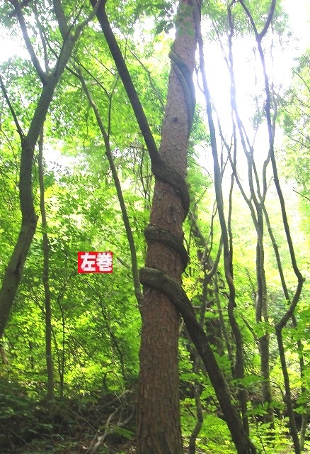 c0119160_617079.jpg