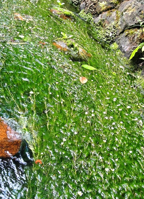 c0119160_8114552.jpg
