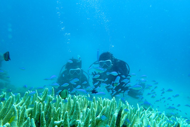 大島海峡、加計呂麻島で体験ダイビング＆ファンダイブ！_b0062363_1952547.jpg