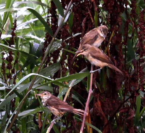 オオヨシキリ幼鳥、トンボを獲る＆花火を撮る_d0262476_7241347.jpg