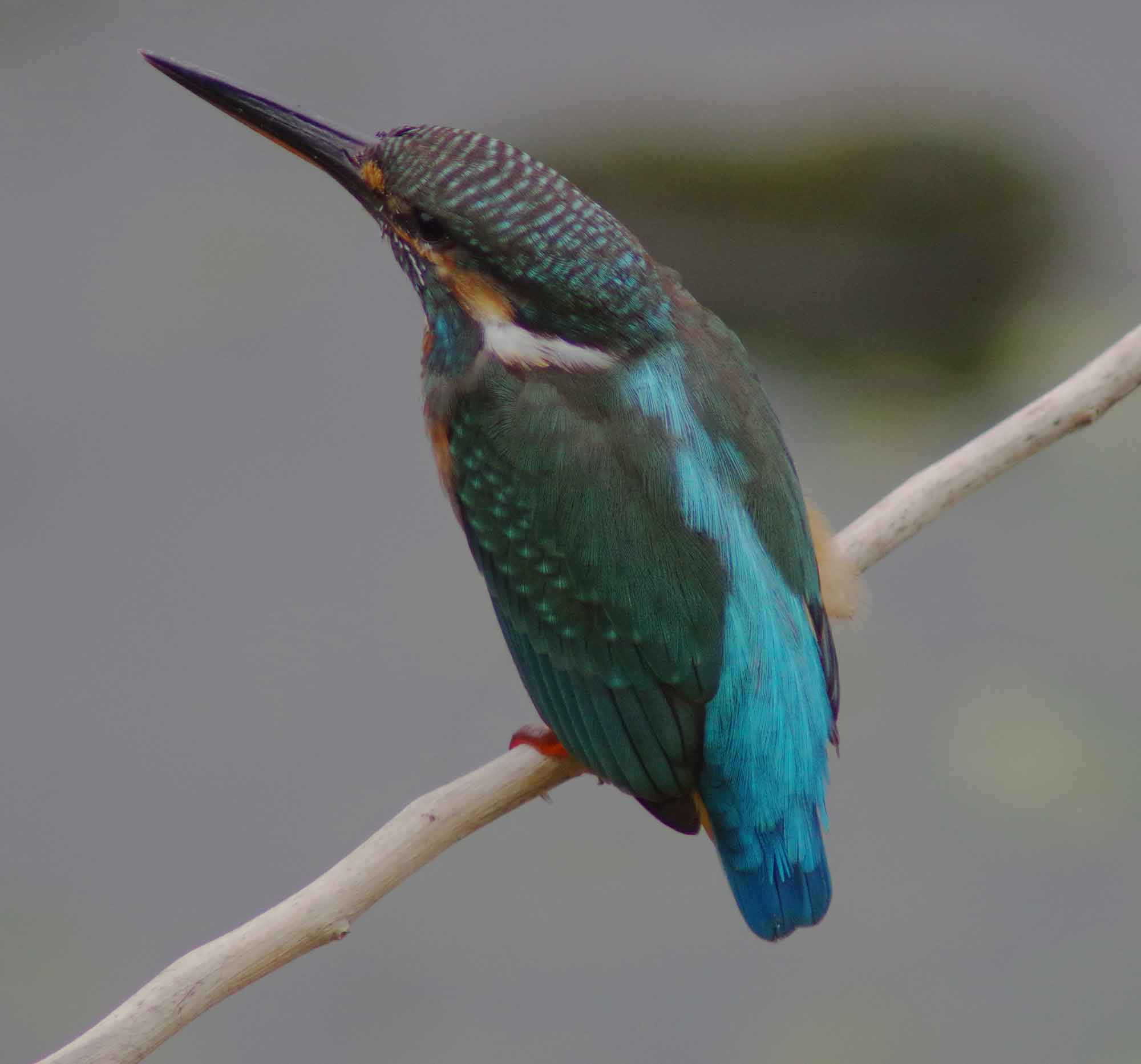 2016年 8月 野鳥_c0176183_12291375.jpg