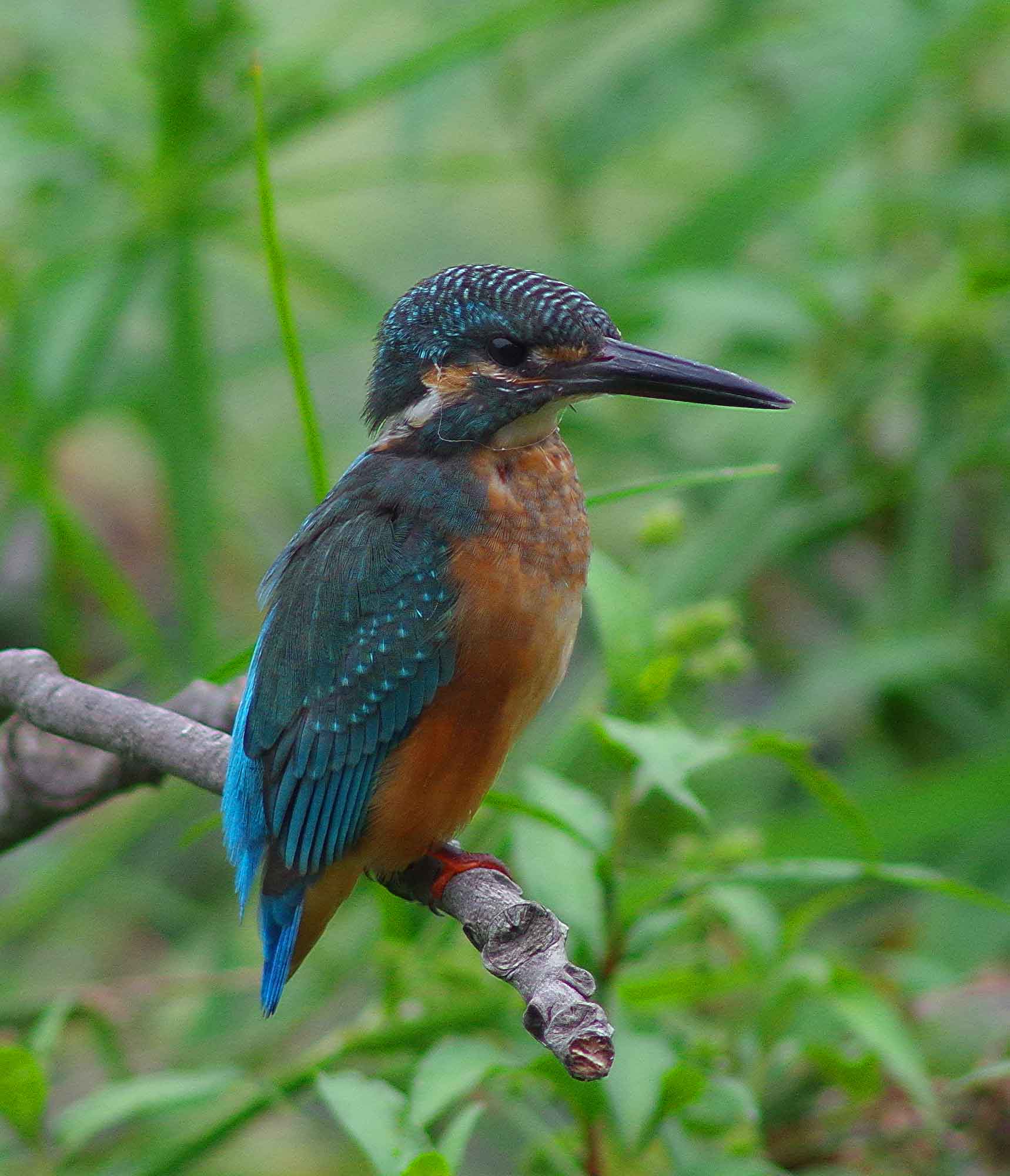 2016年 8月 野鳥_c0176183_9534485.jpg