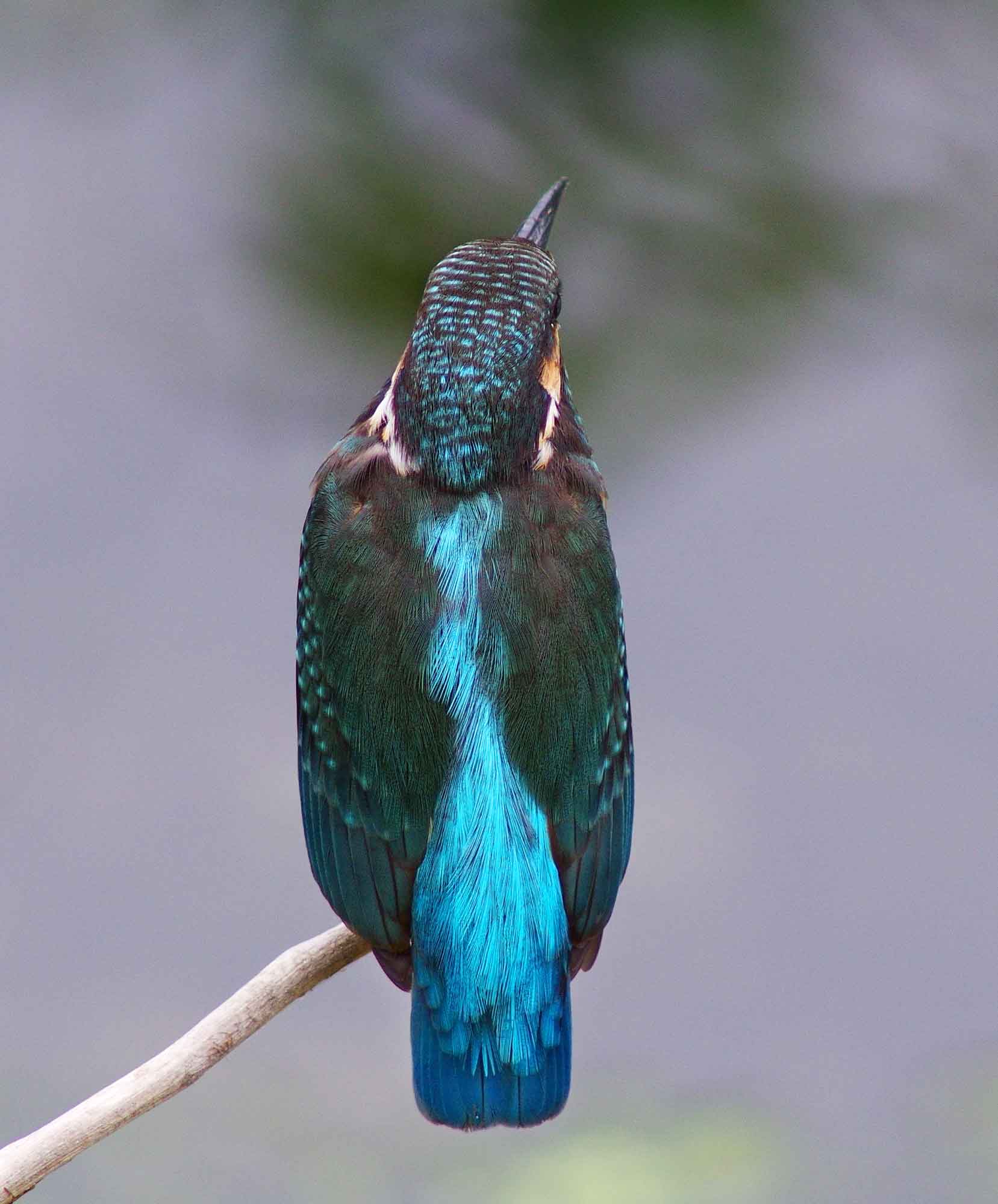 2016年 8月 野鳥_c0176183_9543267.jpg
