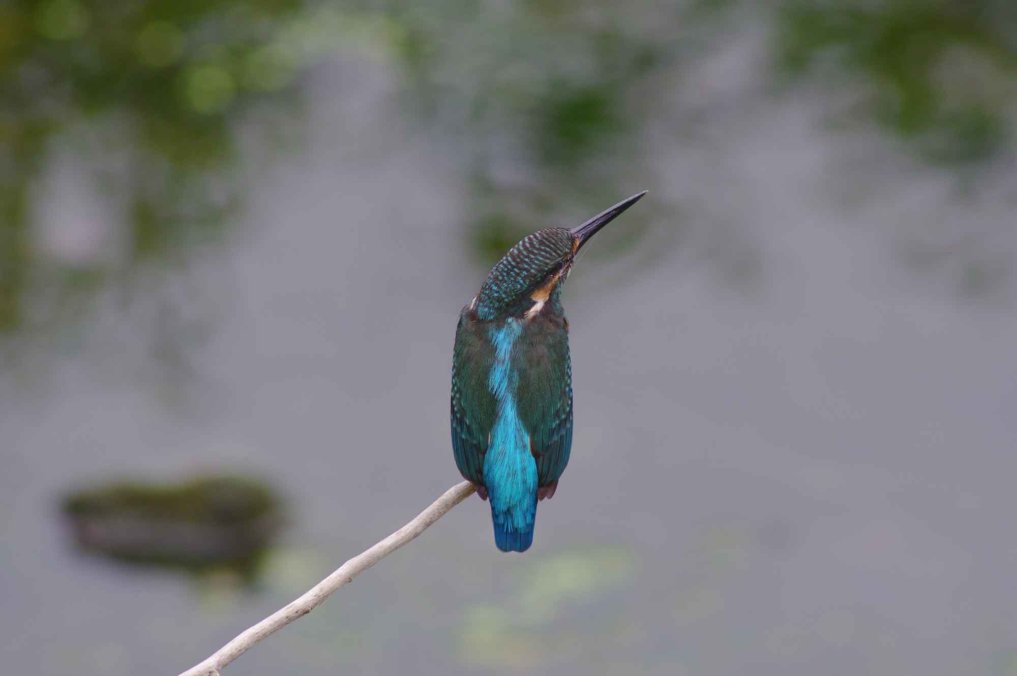 2016年 8月 野鳥_c0176183_9545328.jpg