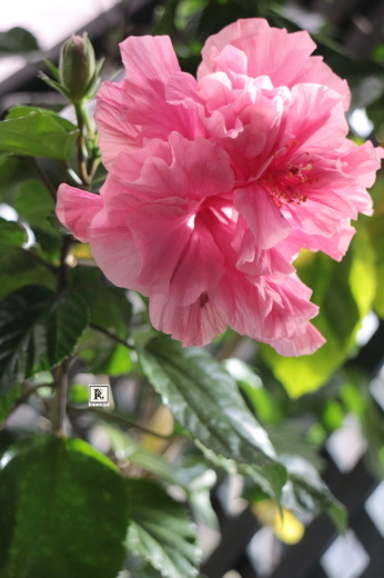 &#127802;ハイビスカス_c0128489_13354036.jpg