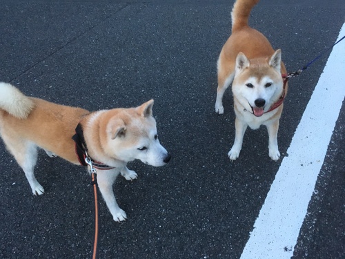 暑い一日でした _c0123890_1930465.jpg