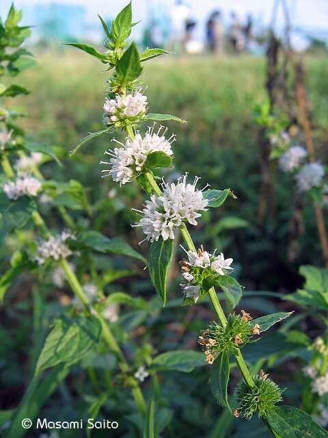 ハッカ 薄荷 草花と自然blog