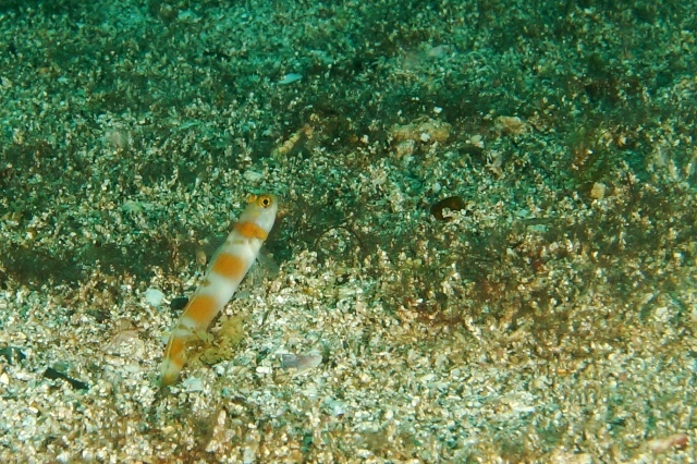 c0368903_06094370.jpg