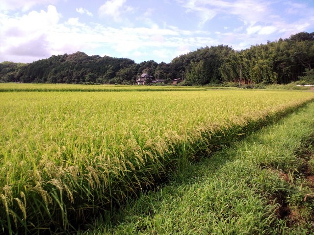 e0113508_974059.jpg