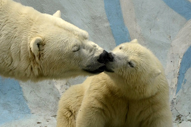 ロシア・ノヴォシビルスク動物園のゲルダとロスチクの親子の姿 ~ 娘とよりも息子との関係が気楽か_a0151913_016425.jpg