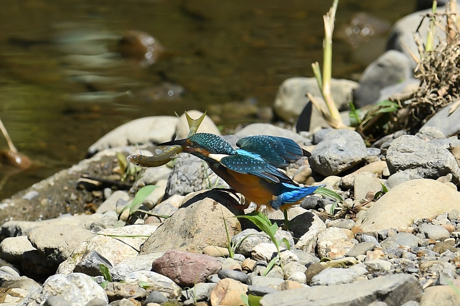 これだから、鳥撮りは止められない！_f0133213_07094616.jpg