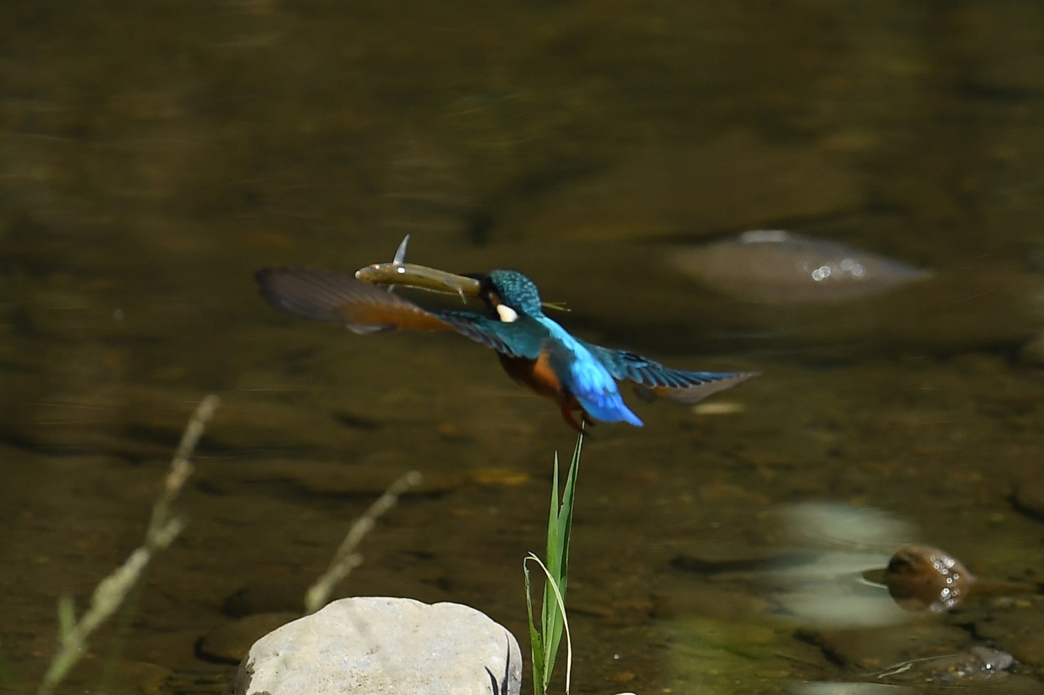 これだから、鳥撮りは止められない！_f0133213_07110242.jpg