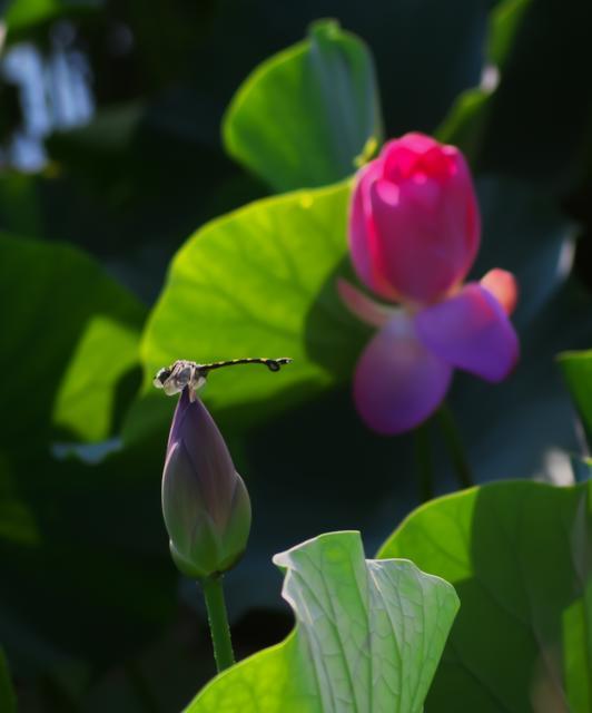 朝の蓮華寺池公園のハス（８月１７日）_c0309734_00062722.jpg