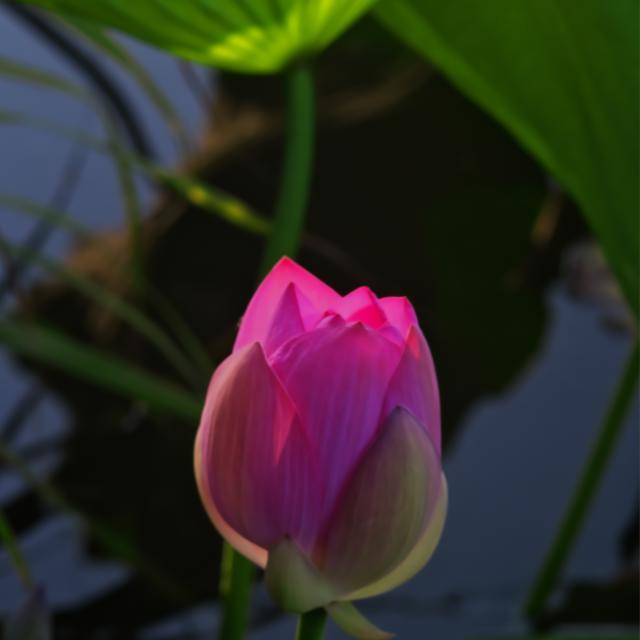 朝の蓮華寺池公園のハス（８月１７日）_c0309734_00065327.jpg