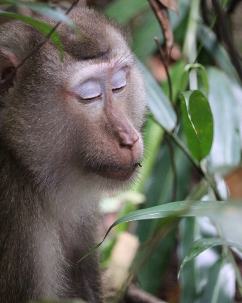 カオヤイ自然公園で出会った猿の親子_c0060143_12174068.jpg
