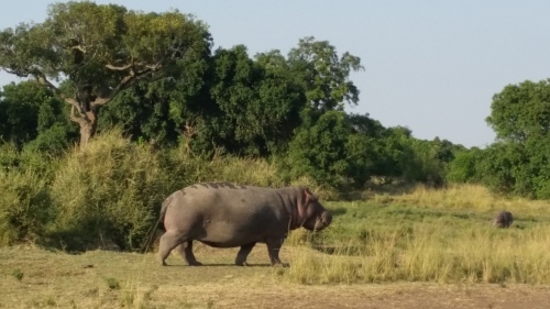 動物たち&#128024;_d0141144_13491658.jpg