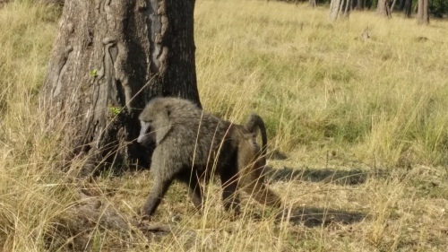 動物たち&#128024;_d0141144_13510360.jpg