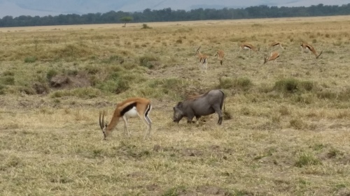 動物たち&#128024;_d0141144_13540460.jpg