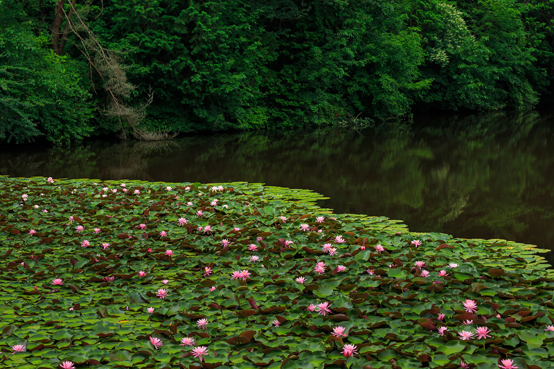 満開の睡蓮（圓成寺）_f0155048_1515969.jpg