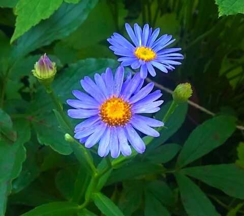 ４７８、夏の終わりを告げる花たち : 五十嵐靖之 趣味の写真と短歌