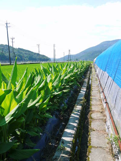 無農薬栽培の『秋ウコン』 ウコンの花が咲きました!現地取材:種まきから花まで(その1)_a0254656_17574626.jpg