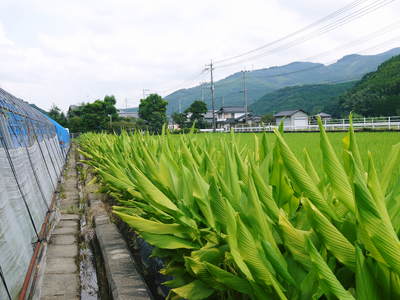 無農薬栽培の『秋ウコン』 ウコンの花が咲きました!現地取材:種まきから花まで(その1)_a0254656_183115.jpg