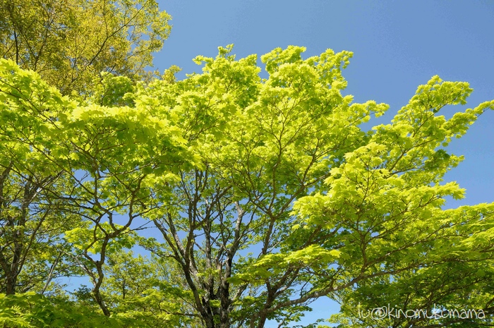 和気あいあい楽しいハイキング（大台ヶ原）_c0246261_16504896.jpg