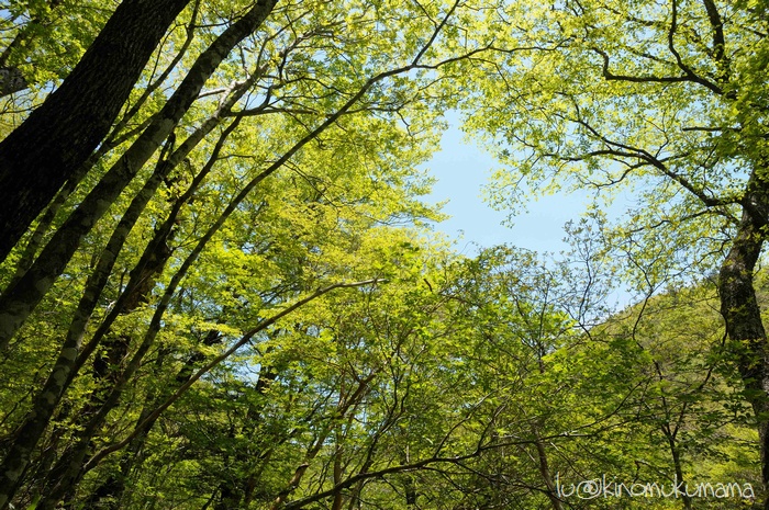 和気あいあい楽しいハイキング（大台ヶ原）_c0246261_17134415.jpg