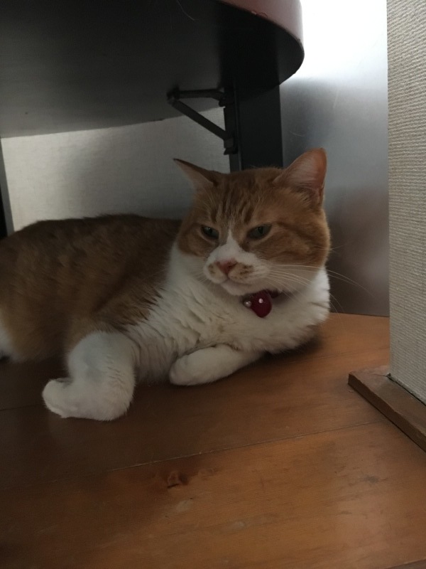 丁寧に暮らす_f0363168_12081074.jpeg