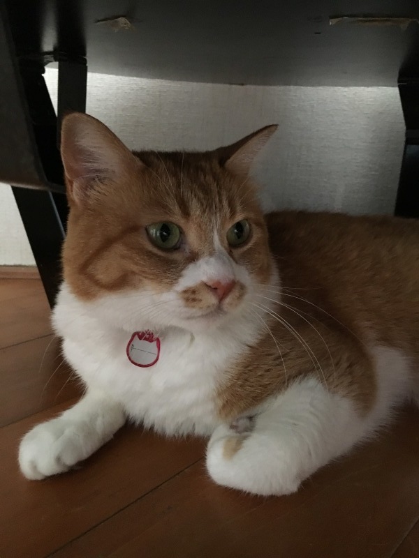 丁寧に暮らす_f0363168_12100367.jpeg
