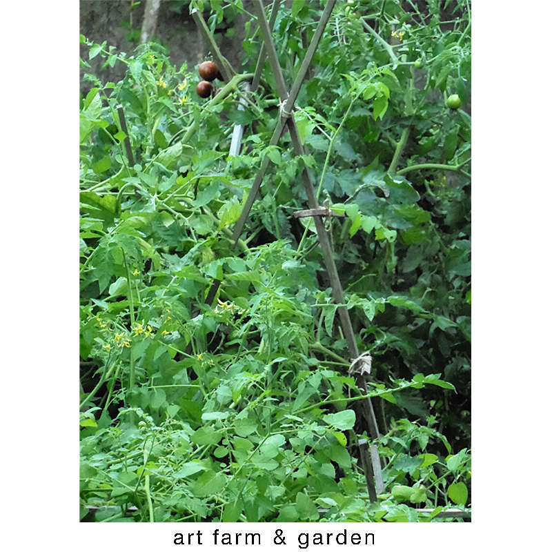 嵐のあと/art farm & gardenの庭_b0290469_771476.jpg