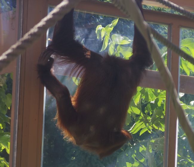 7月24日の円山動物園_b0014576_04312261.jpg