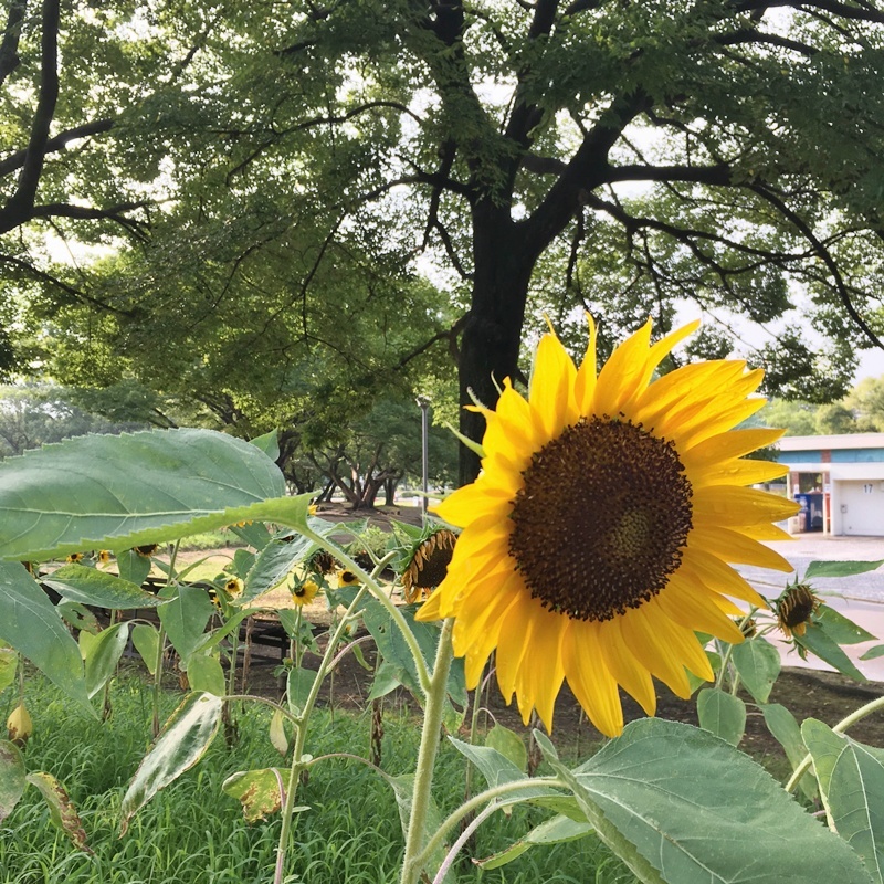 c0212783_04361537.jpg