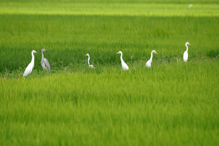 田んぼの鳥さん…　＜鳧＞_e0248688_17262969.gif