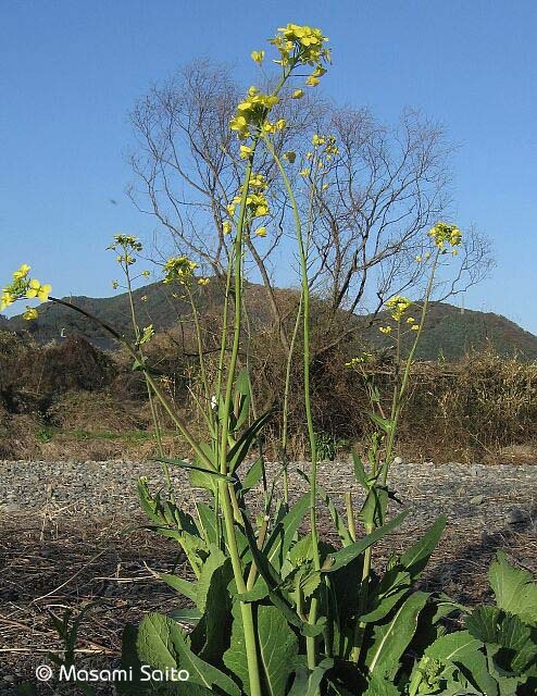 セイヨウアブラナ 西洋油菜 草花と自然blog