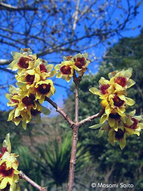 早春の花木・その１_e0038990_2095568.jpg