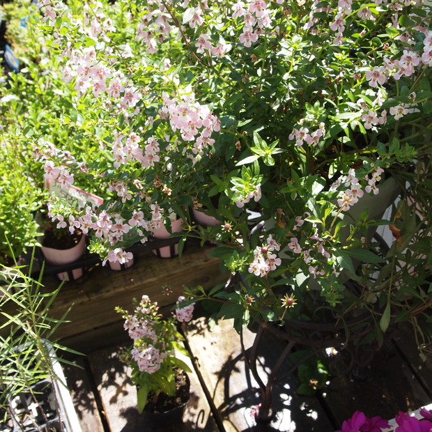 夏のお花、アンゲロニア_a0292194_20345059.jpg