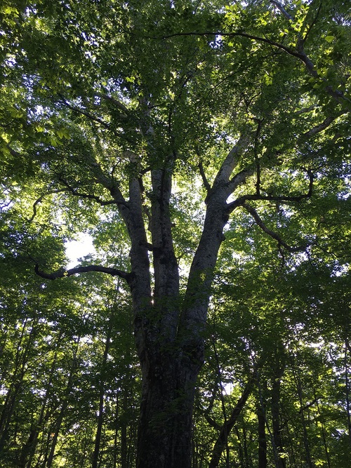 a0205996_16562039.jpg