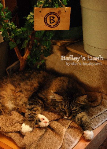 Baileyのダッシュを収穫♪_b0253205_04235033.jpg